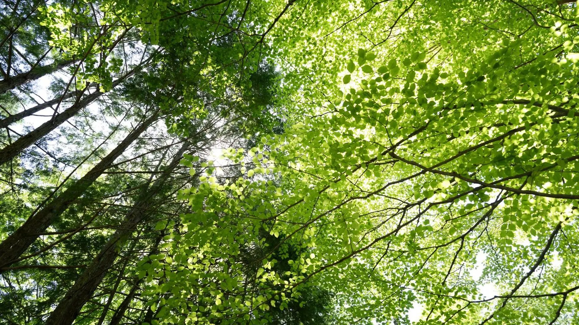 高台の森に佇むモダニズム建築 露天風呂 サウナ 檜風呂 Enn Hakone Villa Japonya